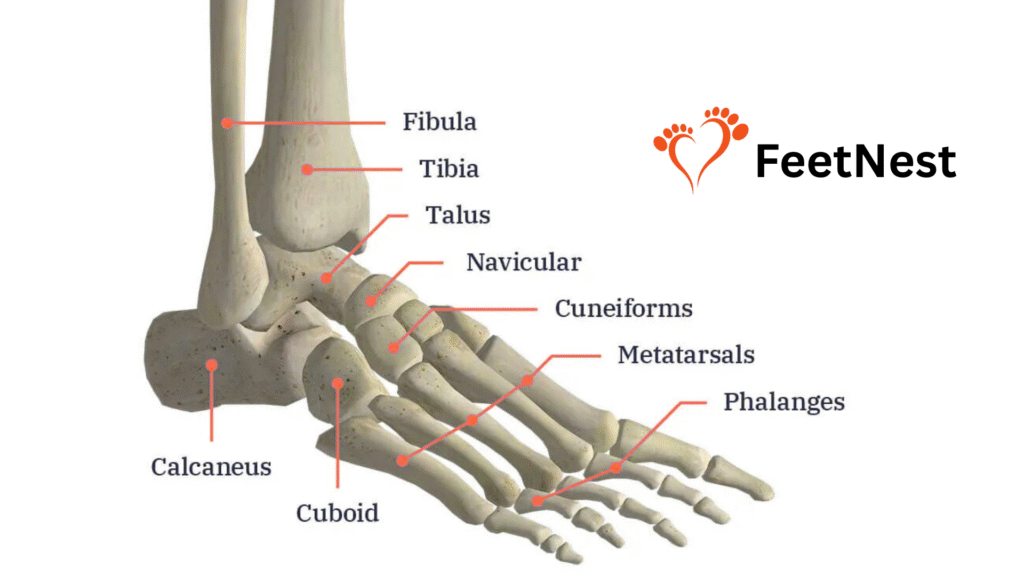 detailed illustration of human foot bones ligaments and arches labeled for athletes